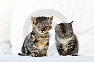 Two small and cute kittens sitting on the couch at home.