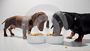 Two small dachshund dogs or puppies during a meal of dry diet food from white bowls. White seamless studio background