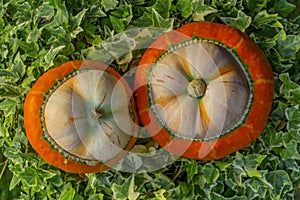 Two small decorative pumpkins on ivy leaves background.