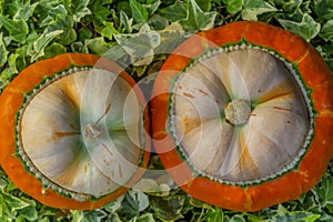 Two small decorative pumpkins on ivy leaves background.