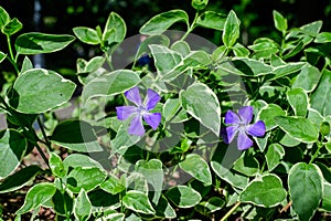 Two small delicate blue flowers of periwinkle or myrtle herb (Vinca minor) in a sunny spring garden, beautiful outdoor