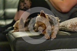 two small dogs on a black leather couch whit there owner in background, 2 Yorkshire Terriers