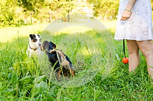 Two small dogs met for a walk and get to know each other