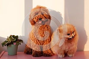 Two small dogs, a miniature poodle of red brown color and a Pomeranian of orange color, sit on a pink surface against a