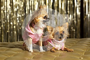 Two small dogs in pink