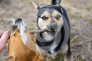 Two small dogs play with a stick. Outbred puppies in the countryside