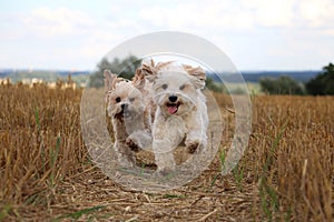 Small running dogs in a stubble field