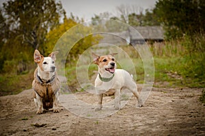 Two small dogs stand on the Bank and look into the frame