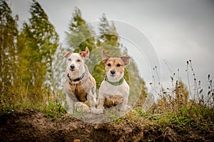 Two small dogs stand on the Bank and look into the frame
