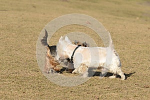Two small dogs which is met on grass in the spring