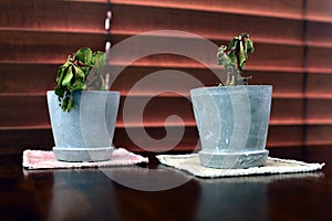 Two small dying succulent plants in grey pots in front of wooden blinds.