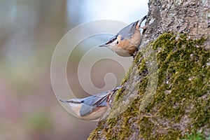 two small The Eurasian nuthatch or wood nuthatch sitting on a tree trunk with a blurred background