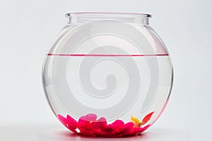 Two small fishes in round aquarium