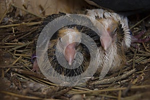 Two small fledgling pigeons sit in the nest.