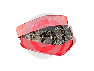 Two small forest hedgehogs in a red gift box in heart shape