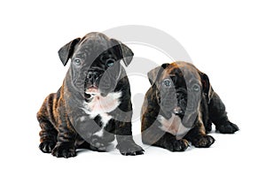 Two small French bulldog or pug puppies are sitting on a white isolated background