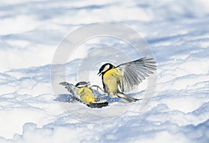Two small funny birds bright Tits fight widely waving their wings in the white snow in the winter garden