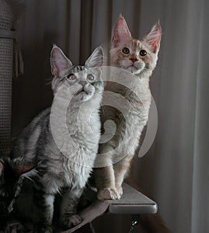 Two small funny kittens of the Mkine Kun breed of smoky and red color with orange eyes