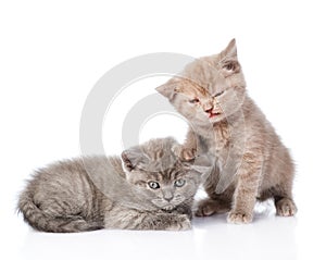 Two small funny kittens. on white background