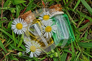 Two small glass bottles with oil among white daisies lie on green grass