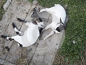 Two small goats from above