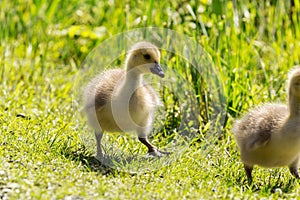 Two small goose fledglings 2