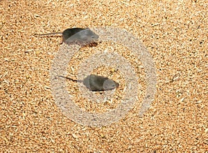 Two small gray mice running around in stocks of wheat grains and spoiling the harvest