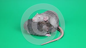 Two small gray rats on a green background. Rodents cling to each other. Chroma key for cutting out an animal