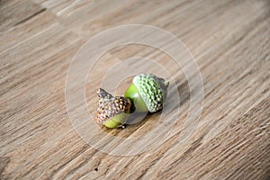 Two small green acorns from an oak tree