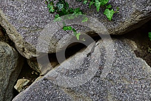 Small, green lizards perched on a rocky surface