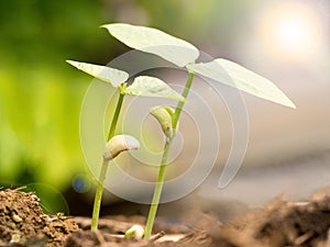 Two small green plant growing from fertile soil with germination seed. Growth and environment concept