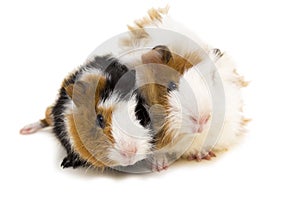 Two small guinea pigs isolated on white