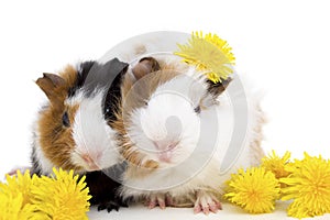 Two small guinea pigs and yellow flowers.