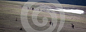 Two small herds of wild horses running independently in the central rocky mountains of the western USA