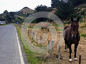 Two small horses grazing roadside along the farmland of the otago pensinsula in New Zealand photo