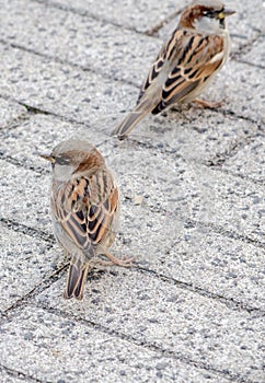 Two small house sparrows wait for someone to drop food