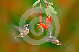 Two small hummingbird with red flower. Flying small hummingbird Purple-throated Woodstar, clear green and orange background, Ecuad