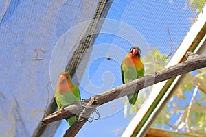 Two small inseparable parakeets photo