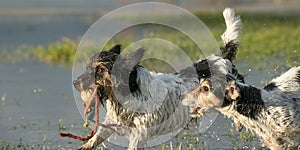 Two Jack Russell Terrier dogs are playing in water with an ball and running and follow each other