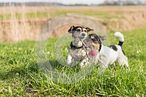 Two small Jack Russell Terrier are running and playing togehter in the meadow with a ball