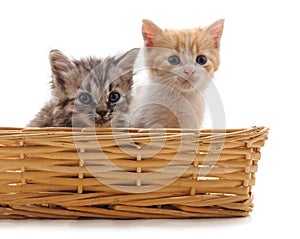 Two small kittens in the basket