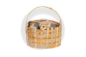 Two small kittens in big basket
