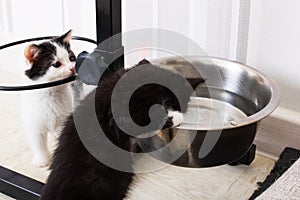 Two small kittens drinks water from a dog bowl