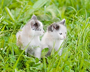 Two small kittens on the green grass. looking away