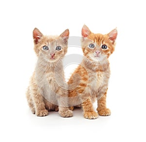 Two small kittens