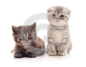 Two small kittens