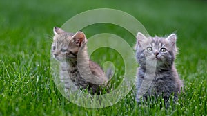 Two small kittens kitten sits on the green grass.