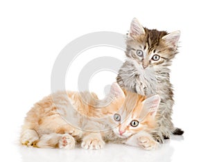 Two small kittens looking at camera.