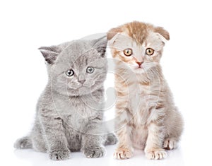 Two small kittens looking at camera. isolated on white background