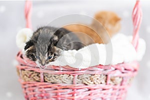 Two small kittens in pink basket. Pet adoption, animal care.